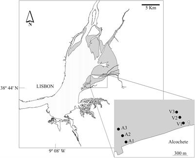 Assessing Alternative Microscopy-Based Approaches to Species Abundance Description of Intertidal Diatom Communities